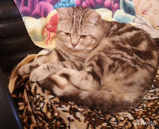 Шотландская кот ищет Кошку для вязки