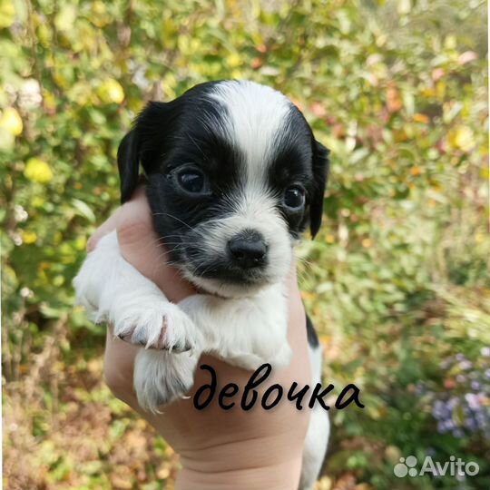 Щенки русского спаниеля