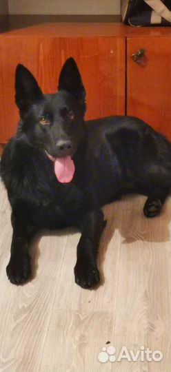 Вязка бесплатно. Для здоровья