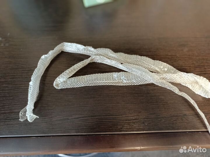 Выползок змеи