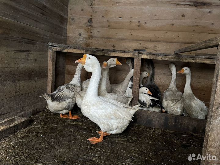 Холмогорские гуси