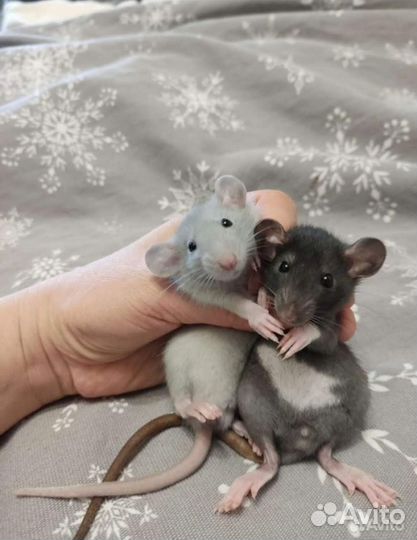 Крыска-дамбо