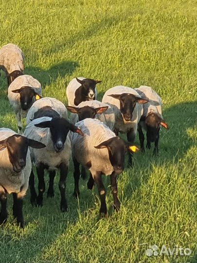 Овцы и бараны