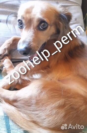 Собака в добрые руки