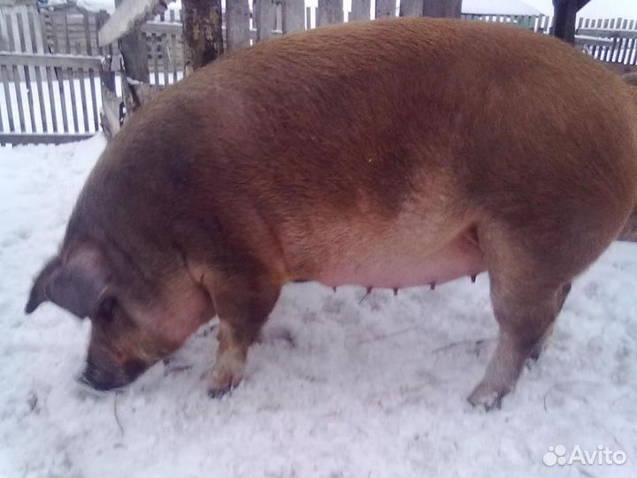 Продам свиноматку
