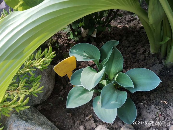 Хосты мышиной серии