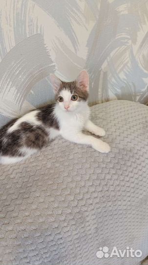 Котенок(девочка)