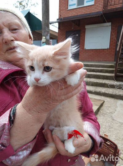 Котята в добрые руки бесплатно