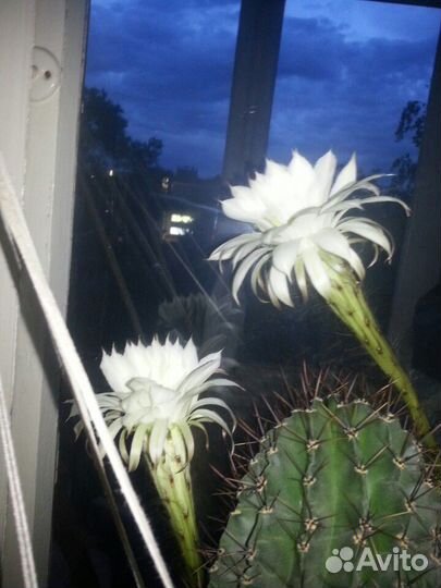 Кактус большой цветущий