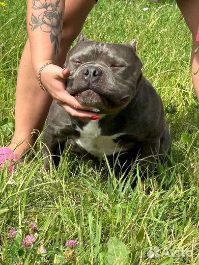 Ам Булли Мерль, Голубой Вязка