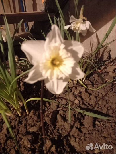 Прада цеты нарцызы белые и георгину