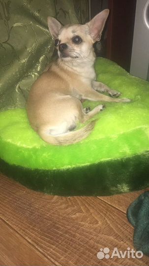 Передержка животных