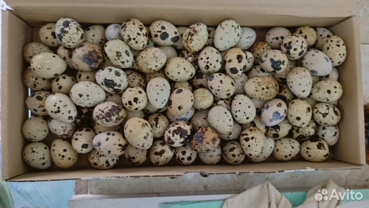Инкубационное яйцо перепелов техасский бройлер