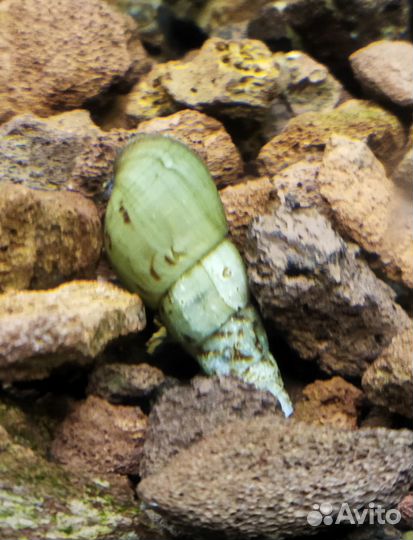 Улитка мелания, меченосцы