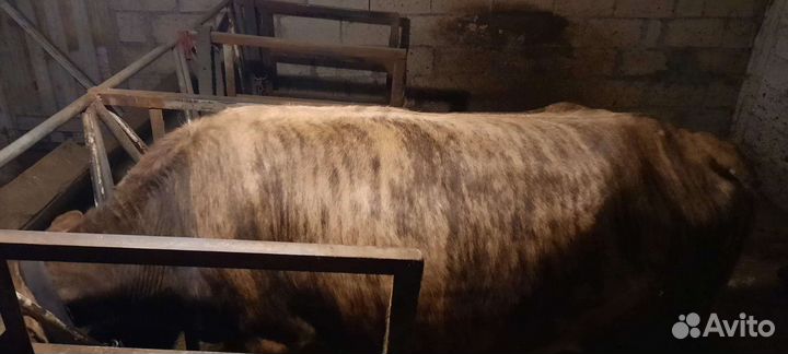 Телка стальная отел март апрель,тигровая порода