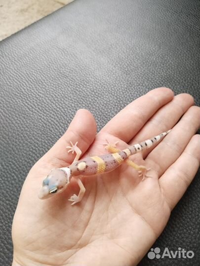 Эублефар ящерица