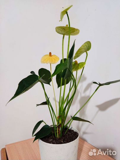 Антуриум Ванилла