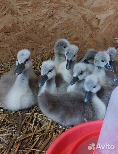 Лебедь белый