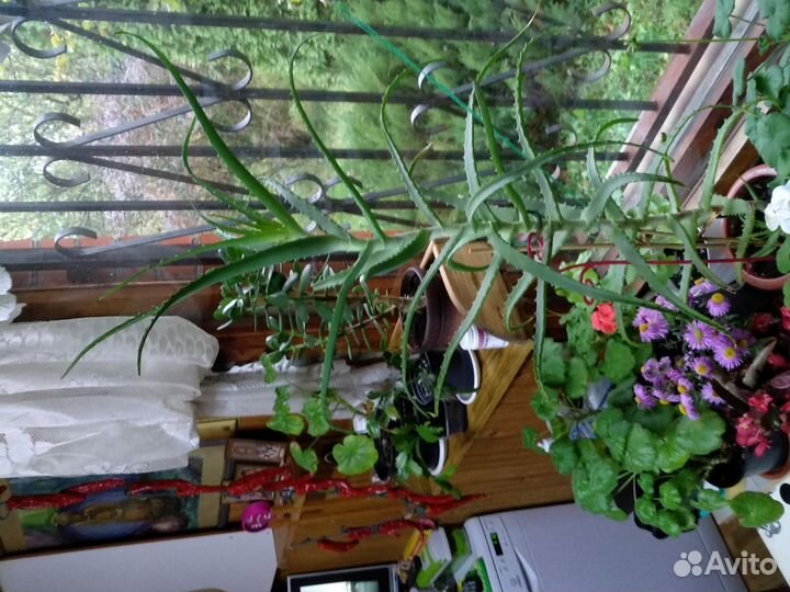 Домашние растения цветы