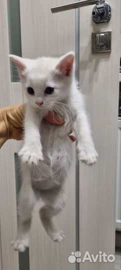 Кошка в дар бесплатно