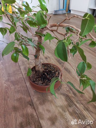 Бонсай Фикус Бенджамина