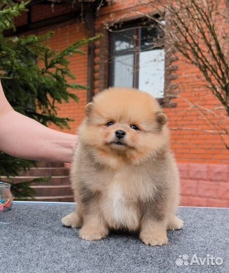 Рыжий мальчик