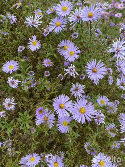 Цветы хризантемы ромашки