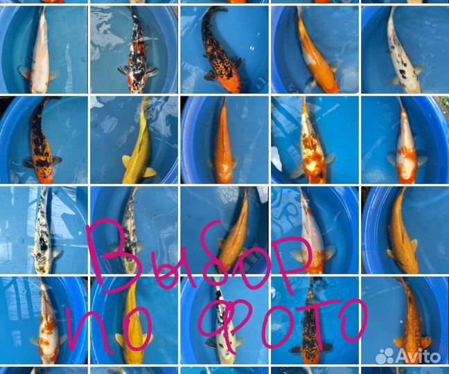 Карпы Кои: 40-60см Прудовые рыбы