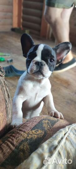 Французский бульдог щенки