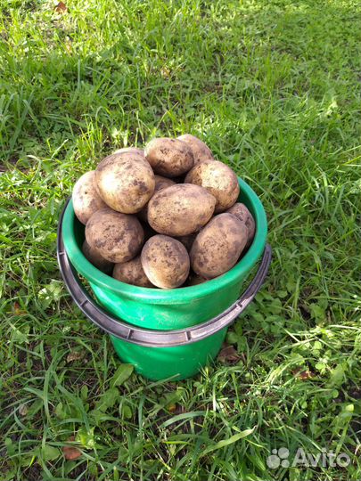Продам картофель