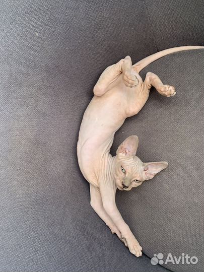 Канадский сфинкс котенок