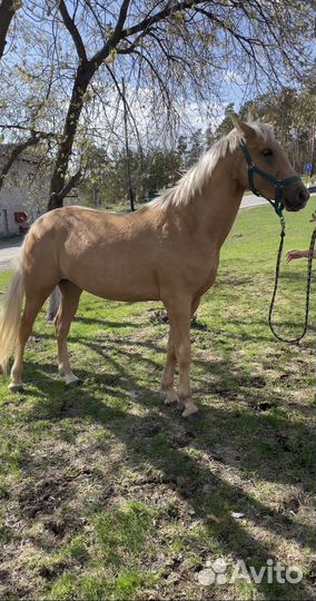 Продам лошадь