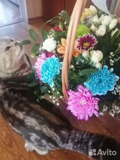 Шотландский вислоухий