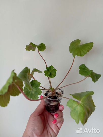 Пеларгония Lovely Wera