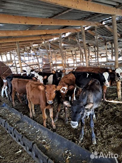 Бычки тёлки 6-7 месяцев были на подсосе