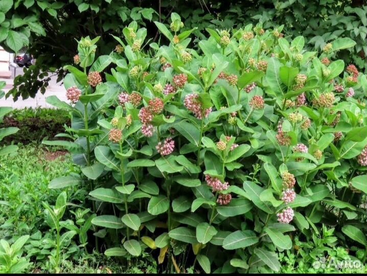 Ваточник сирийский