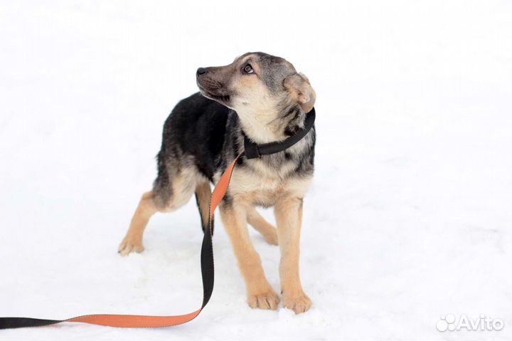 Щенок 4 месяца