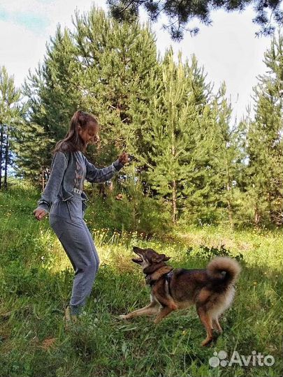 Услуги кинолога