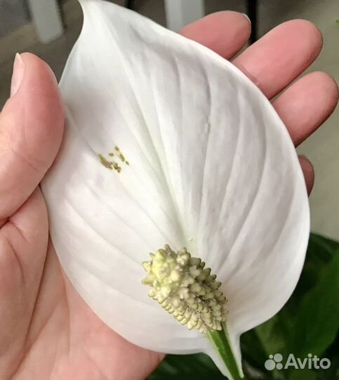 Спатифиллум в керамическом горшке