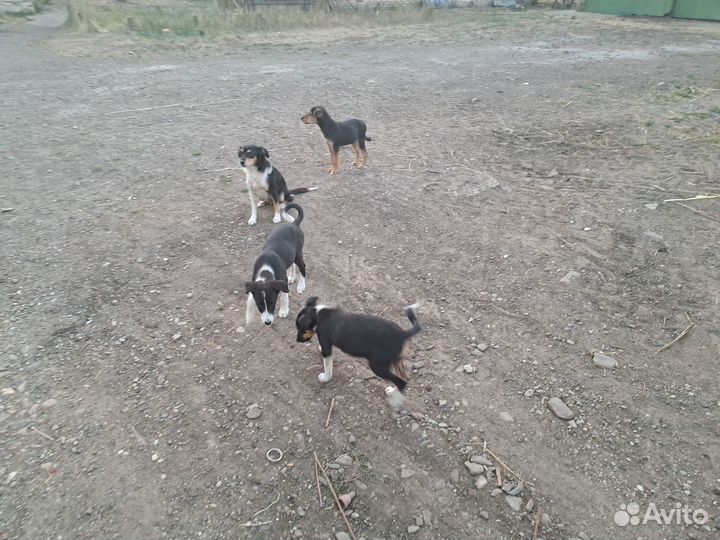 Продам щенков