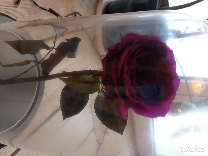Вечная роза в колбе подарок на 8 марта