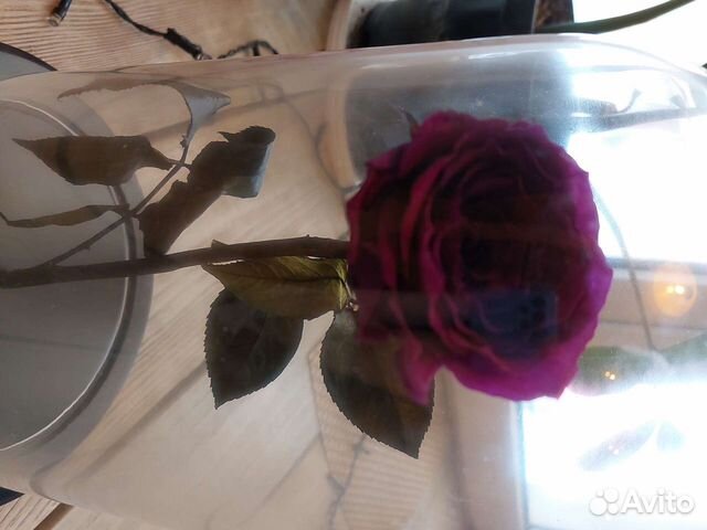 Вечная роза в колбе подарок на 8 марта