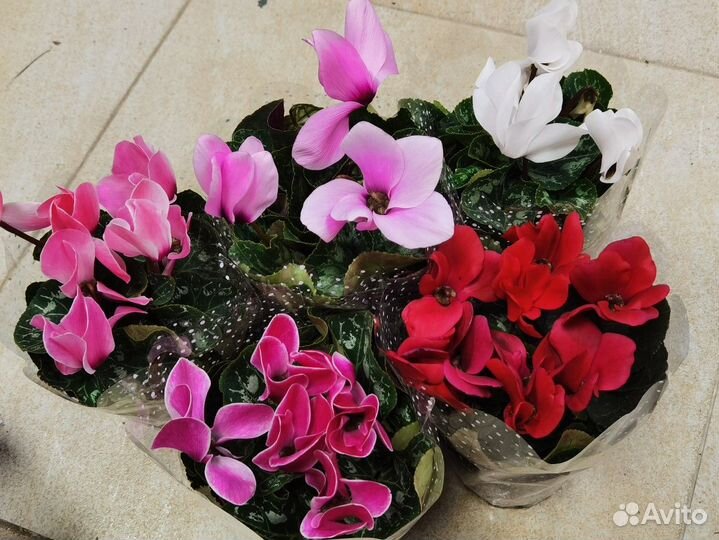 Цикламен в ассортименте, комнатные цветы