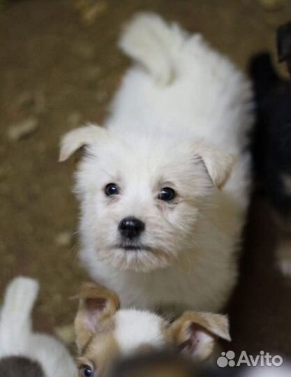 Щенок в добрые руки бесплатно