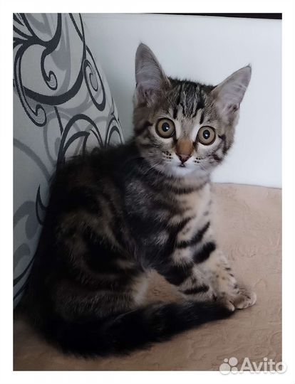 Кошки в добрые руки бесплатно