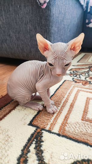 Канадский сфинкс