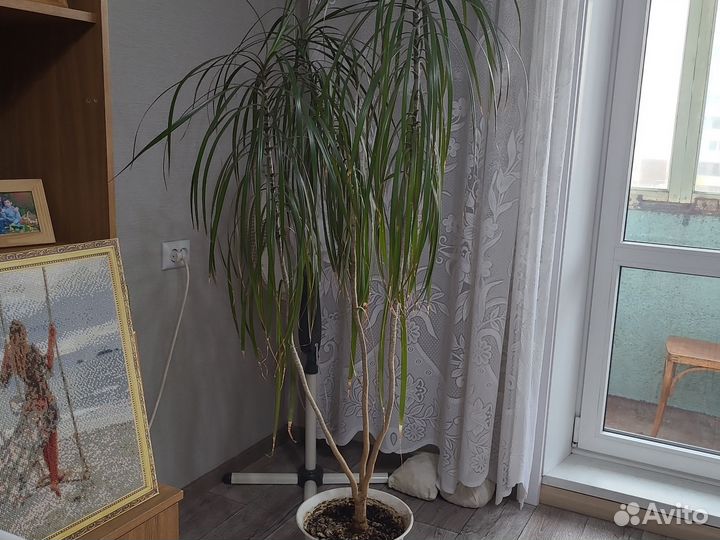 Пальма драцена