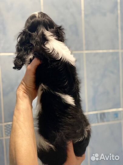 Кавалер кинг чарльз спаниель