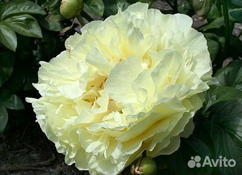 Пион Лимон шифон