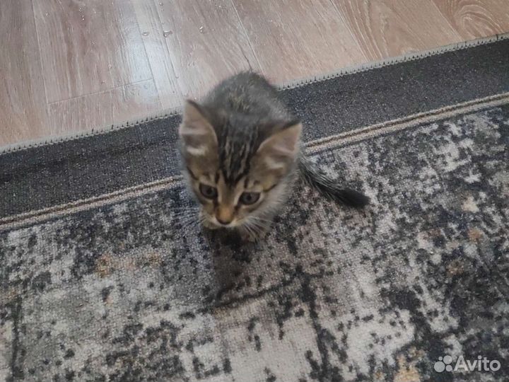 Отдам котят